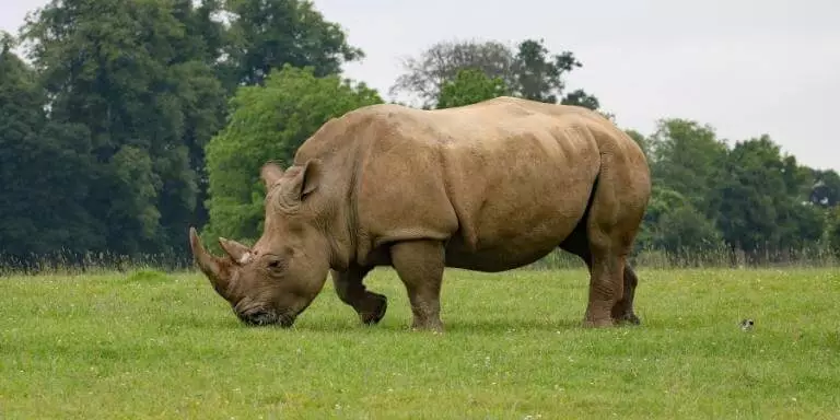 Rhinoceros walking on the field