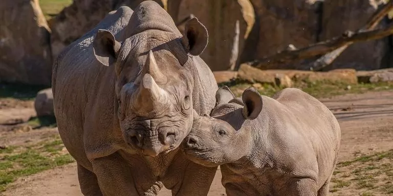 rhino calf walking beside mother