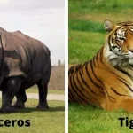 rhino vs tiger