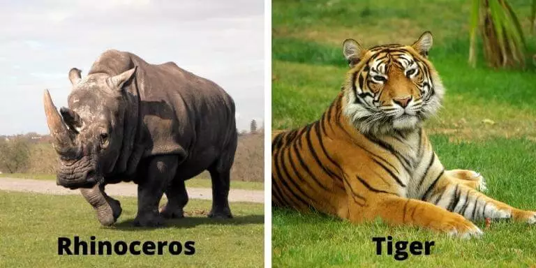 rhino vs tiger