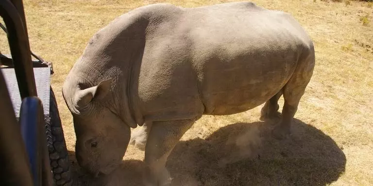 rhinoceros attacking safari bus