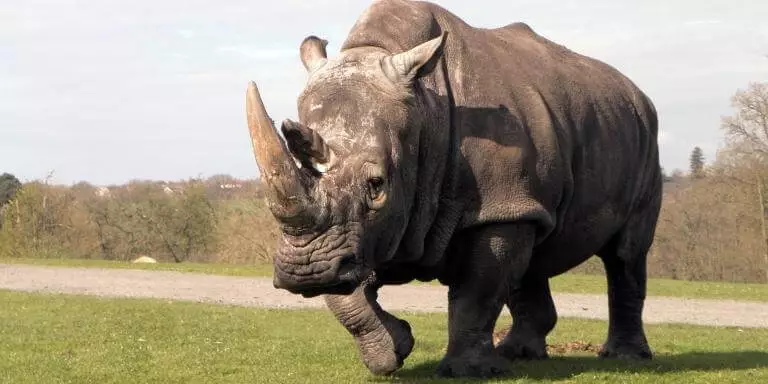 rhinoceros walking on green field