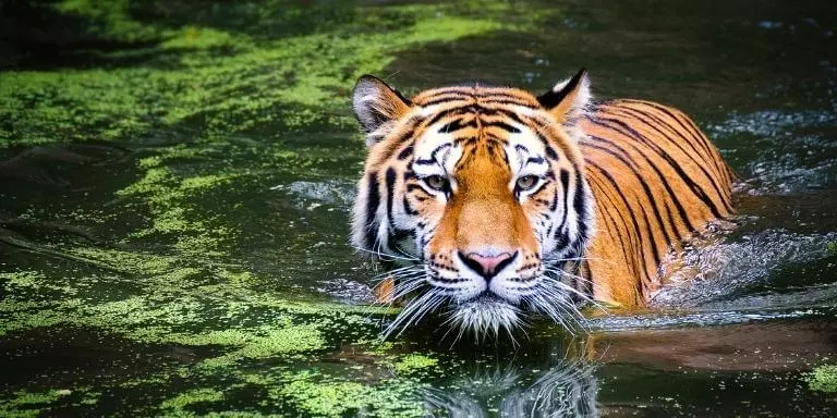 tiger swims