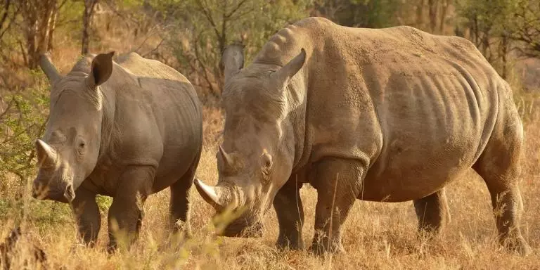 two rhinoceroses walking on grass