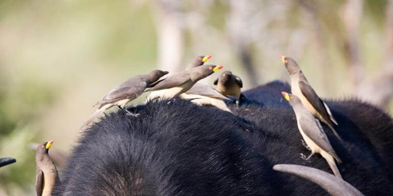 A group of Oxpeckers