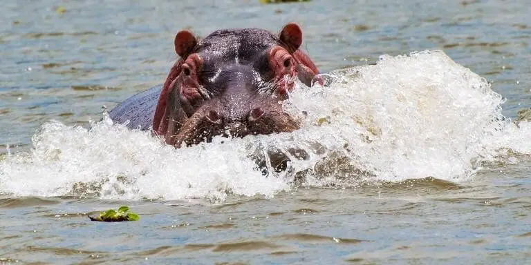 Angry hippo