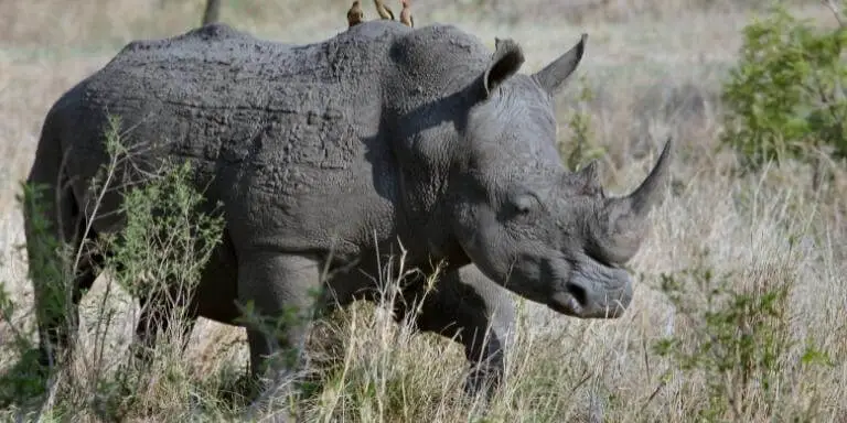 Big horned rhinoceros