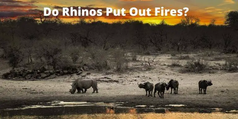 Do Rhinos Put Out Fires