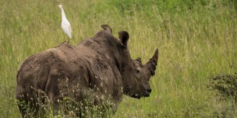 Egret bird on rhino