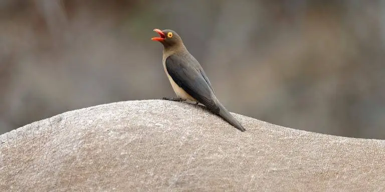Red billed oxpecker on rhino's back