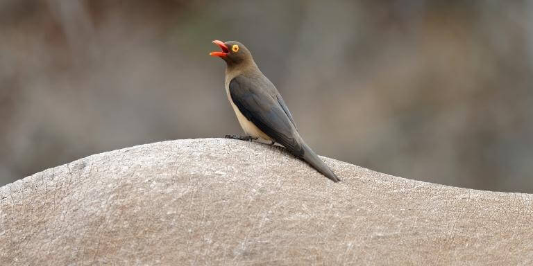 Red billed oxpecker on rhino's back