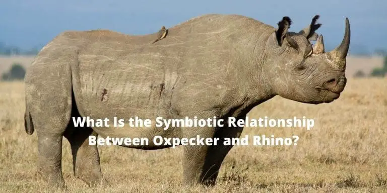 What is the symbiotic relationship between oxpecker and rhino