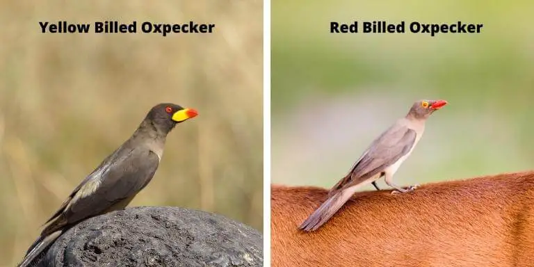 Yellow Billed Oxpecker and Red billed Oxpecker