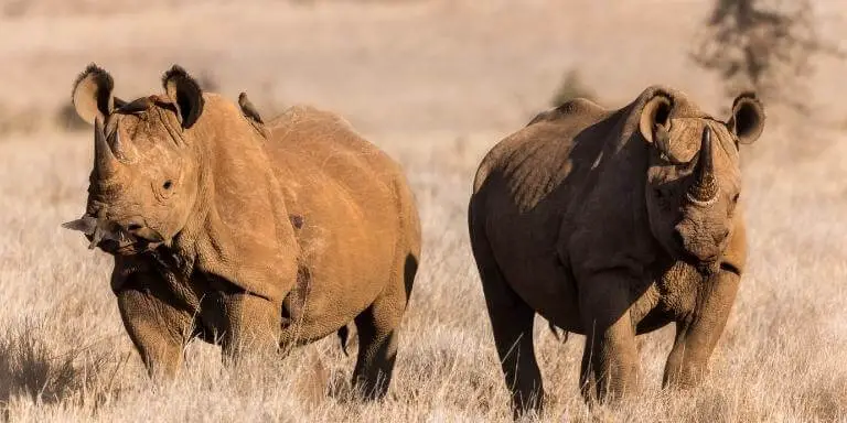 oxpeckers and rhinoceroses