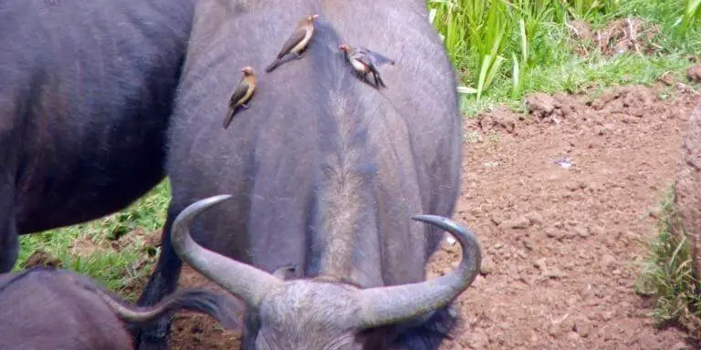 oxpeckers on buffalo's back