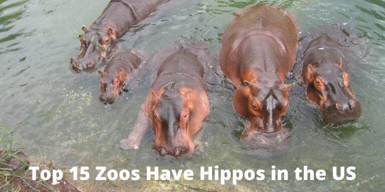 what zoos have hippos