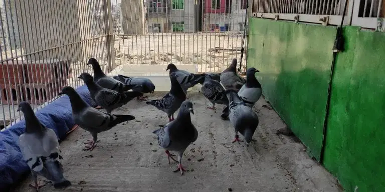 A-flock-of-our-pigeons