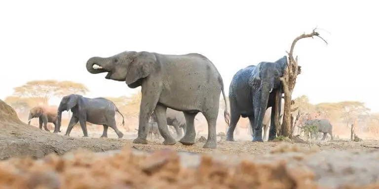 A group of elephant