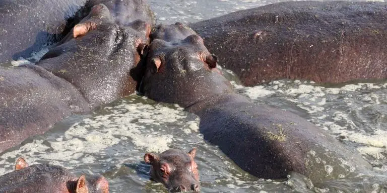 A group of hippopotamus.