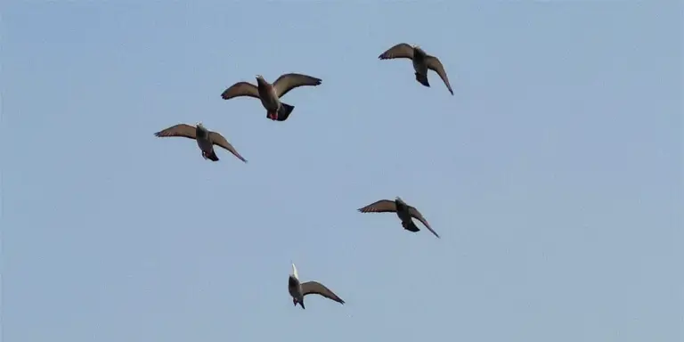 A-group-of-pigeons-flies-in-the-sky