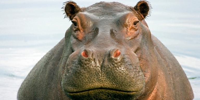 A male hippo