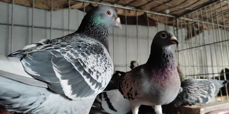 A-pair-of-cute-pigeons