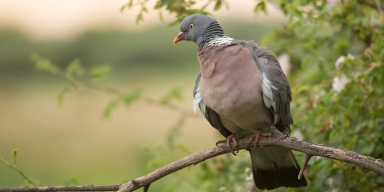 A-wood-pigeon-sits-on-the-tree