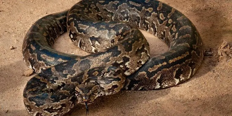 African rock python