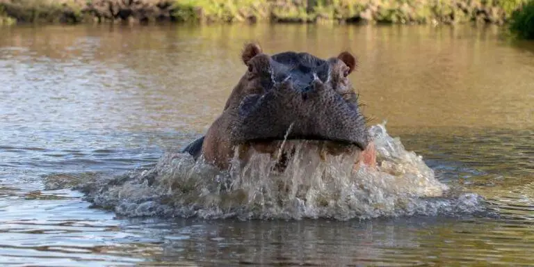 Angry bull hippopotamus chasing