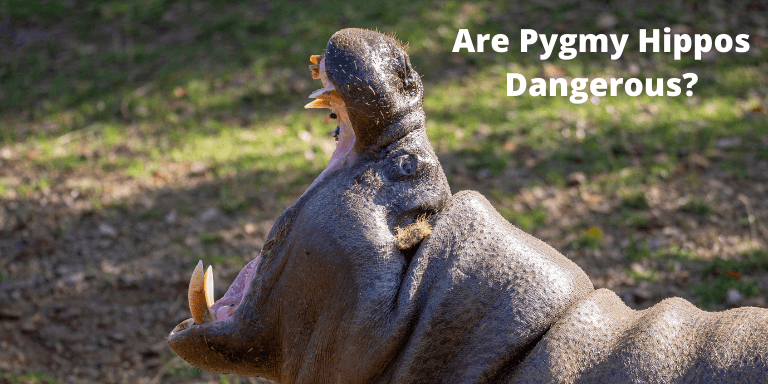 Are Pygmy Hippos Dangerous