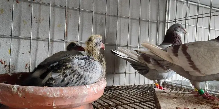 Baby-pigeon-with-parents