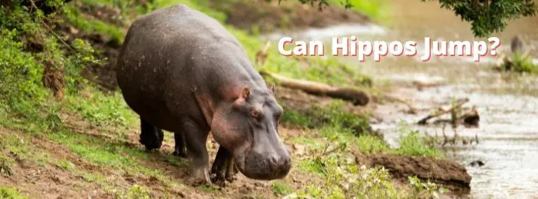 Can Hippos Jump