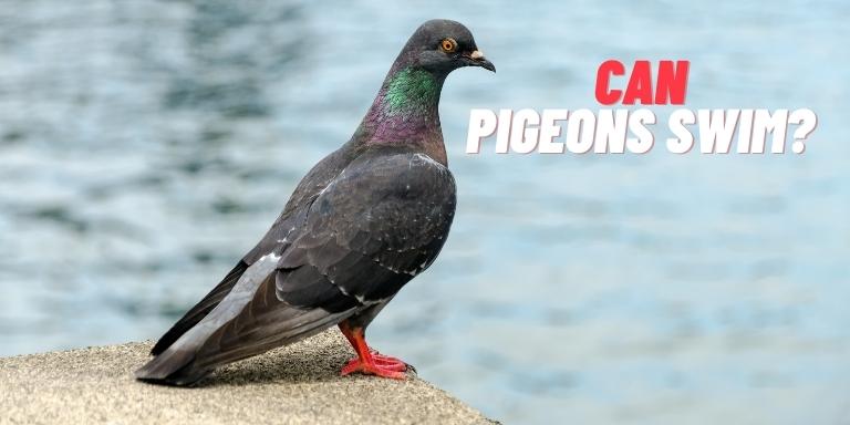 Can-pigeons-swim