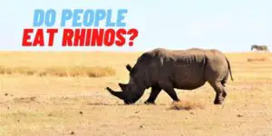 Do People eat Rhinos