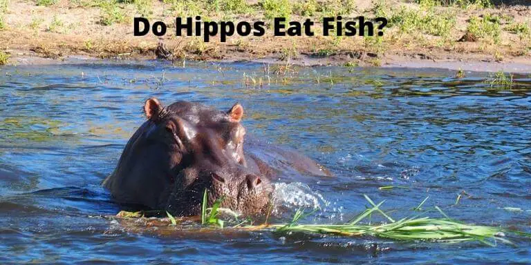 Do Hippos Eat Fish