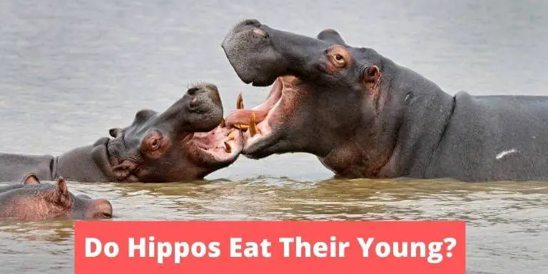 Do Hippos Eat Their Young