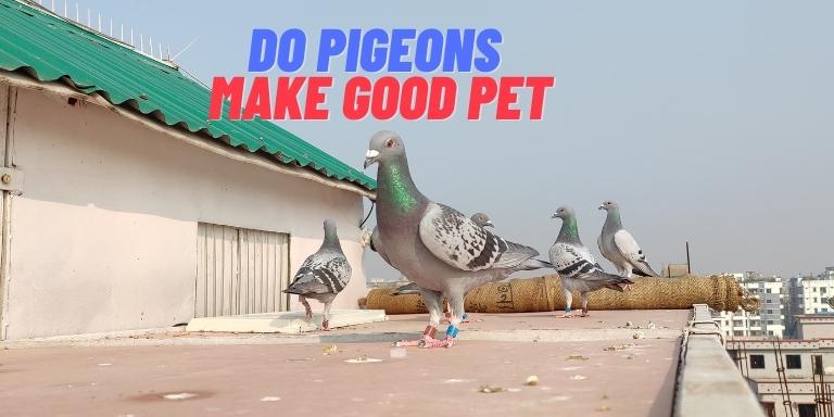 Do-pigeons-make-good-pet