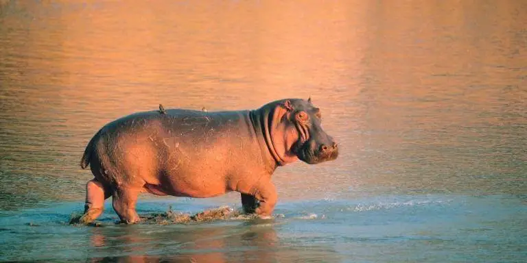 Hippopotamus walking in water
