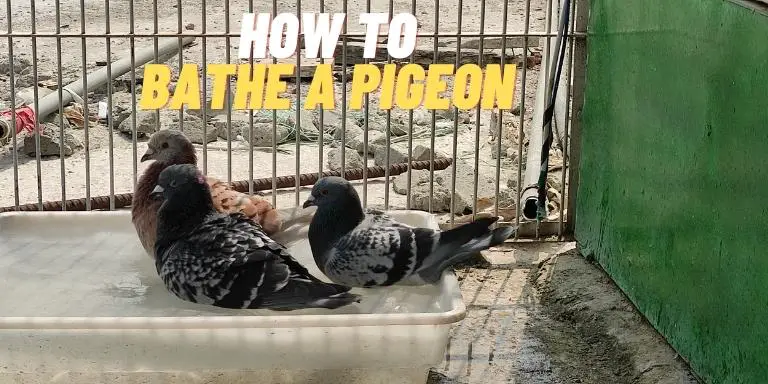 How-to-Bathe-a-pigeon