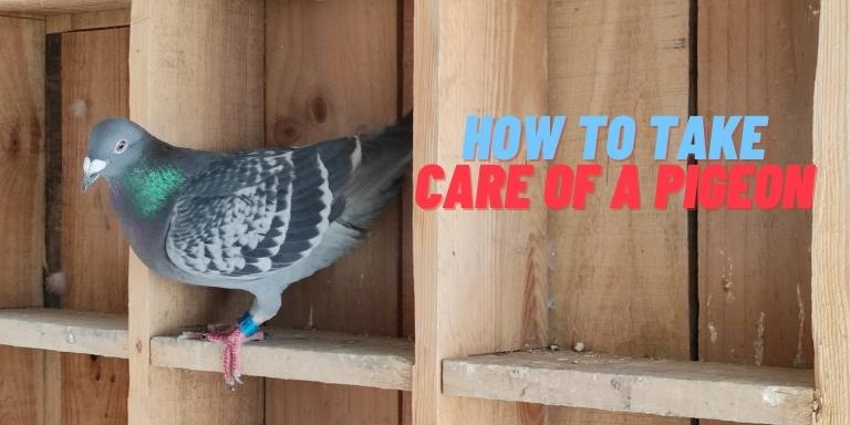 How-to-take-care-of-a-pigeon