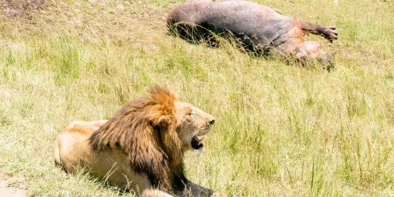 Lion hunted a hippo