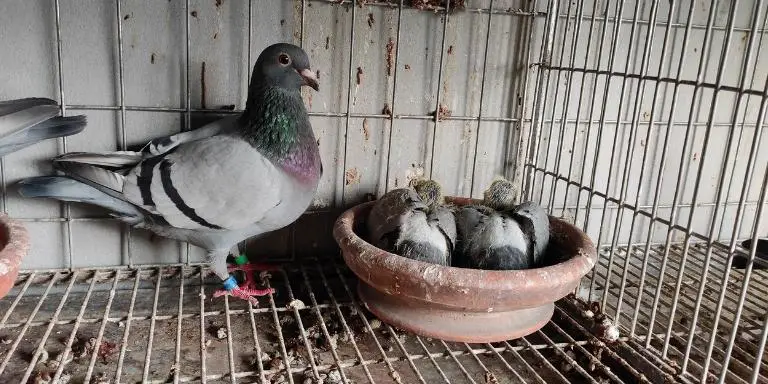 Mother-pigeon-with-her-chicks