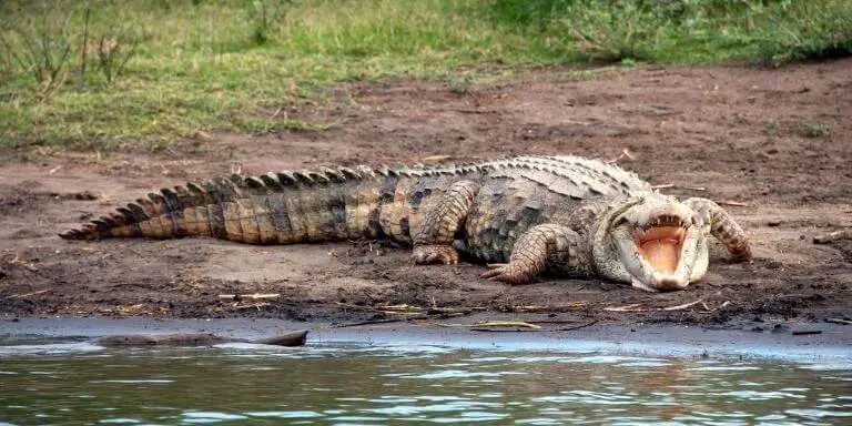 Nile crocodile