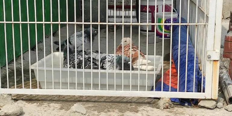 Our-pigeons-are-enjoying-the-water