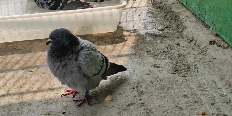 Pigeon-after-bath