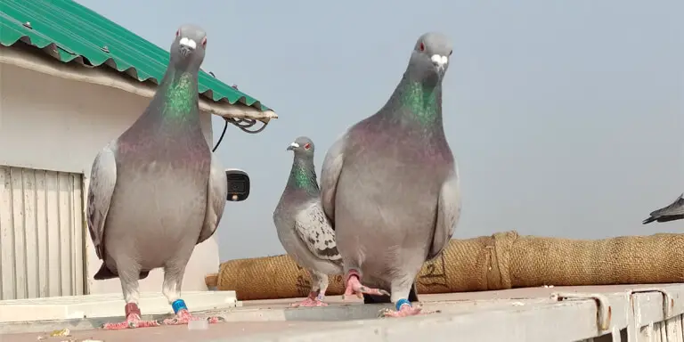 Pigeon-appreciation-day