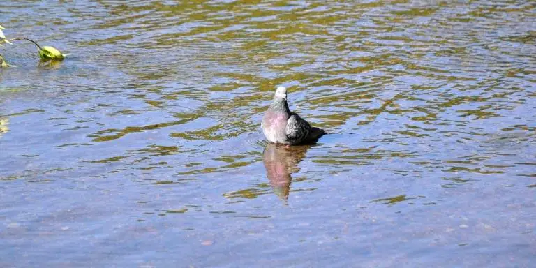 Pigeon-floating-in-the-water.