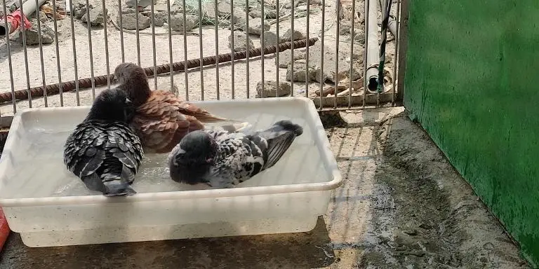 Pigeons-take-bath