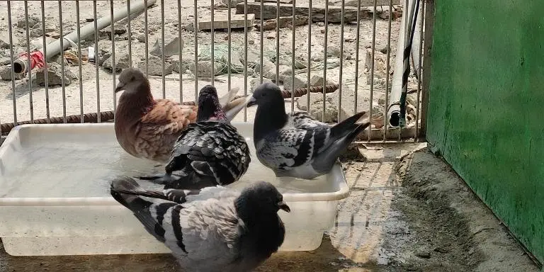 Pigeons-taking-bath