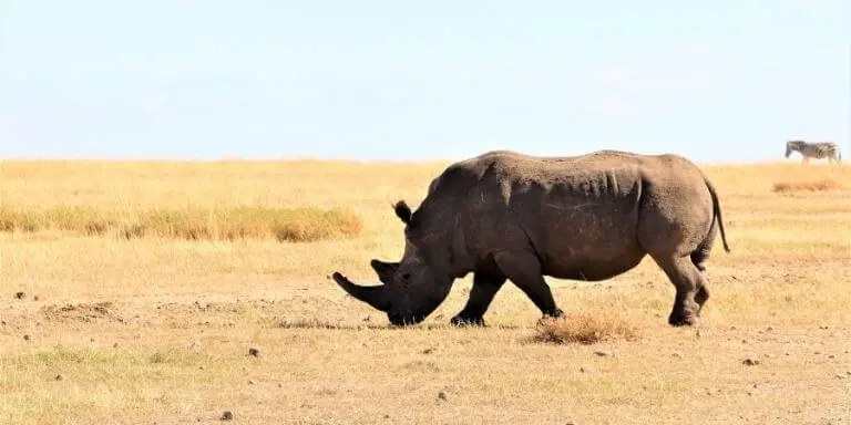Rhinoceros walking on the field